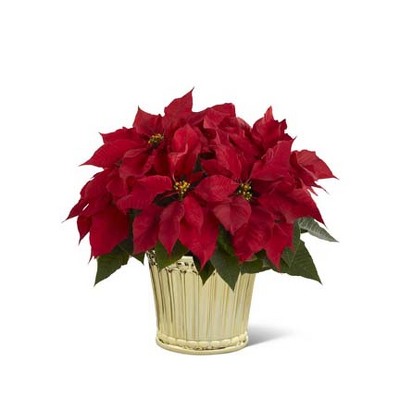 The FTD Poinsettia Planter by Better Homes and Gardens 
